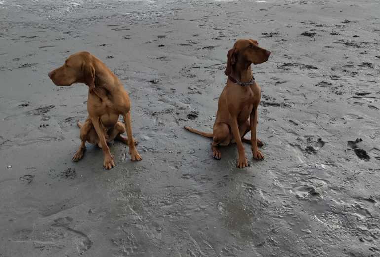 Vizsla pups