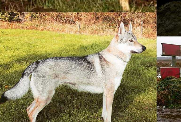Te koop Ik ben op zoek naar goed adres voor mijn TSW, Tsjechoslowaakse Wolfhond