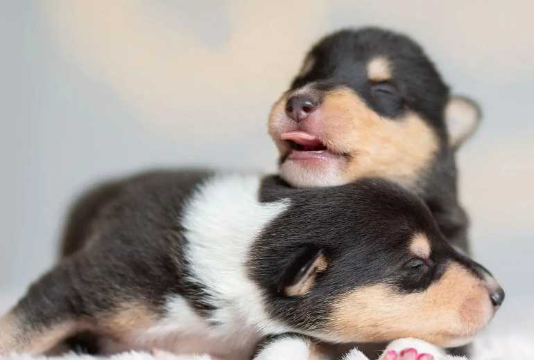 Nestverwachting korthaar collie pups