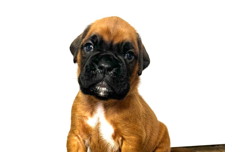 Zeer mooie boxer pups