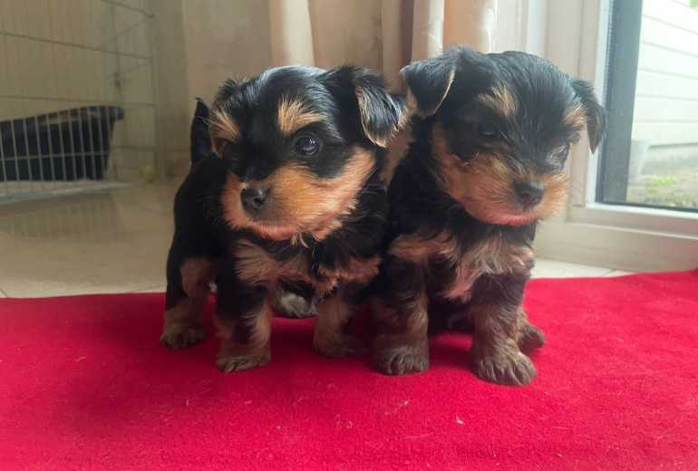 Te koop Raszuivere Yorkshire Terriers - 2 reutjes (7 weken oud), Yorkshire Terriër 