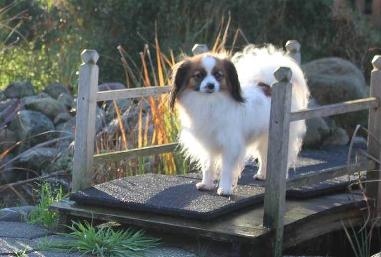 phalene spaniel pup