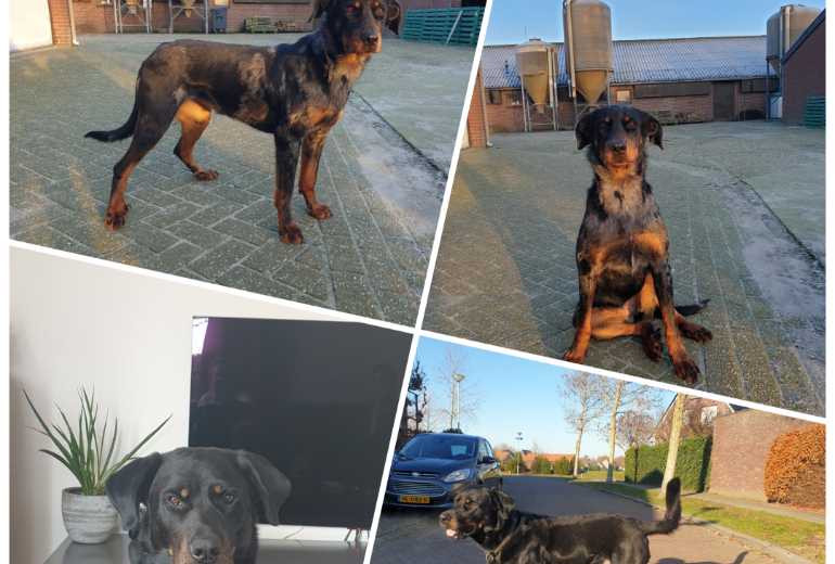 Beauceron pups verwacht