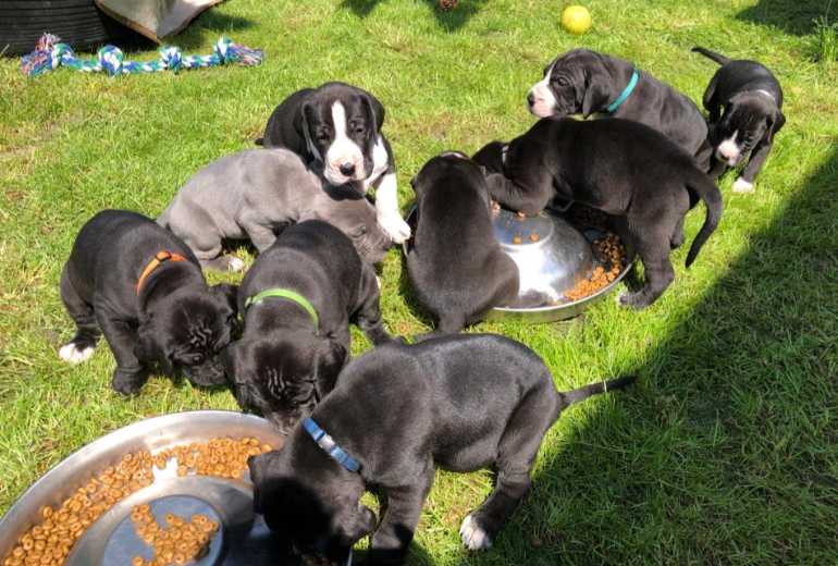 Te koop Leuke Duitse Dog pups te koop bij de Lillerheide, Duitse (Deense) Dog