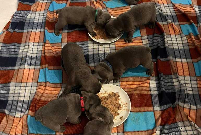 5 Blauw Franse Bulldog pups.