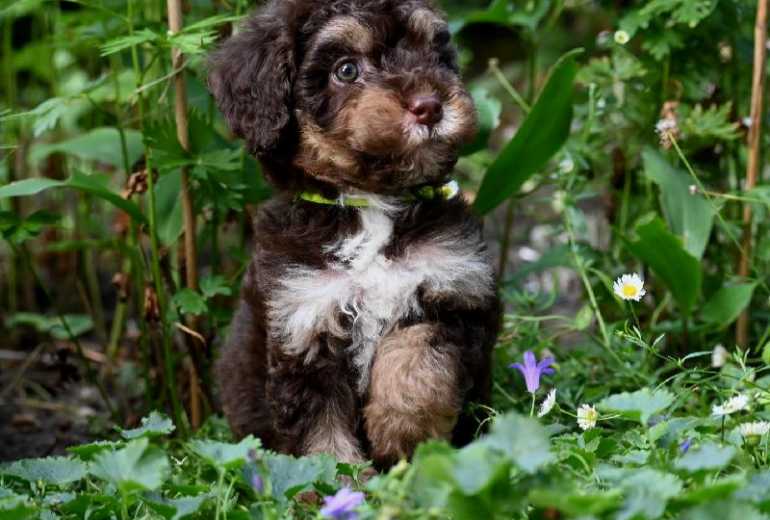 Te koop bernedoodle pups beschikbaar!, Bernedoodle