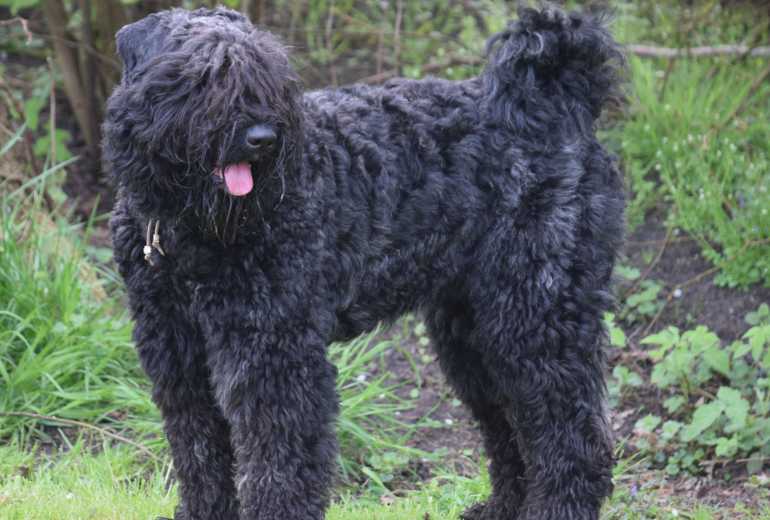 Te koop Nestverwachting, Bouvier des Flandres