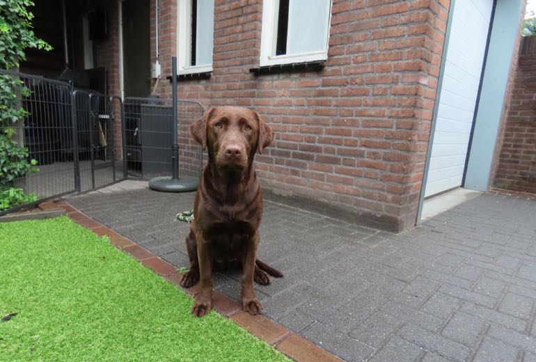 Verwacht labrador pups