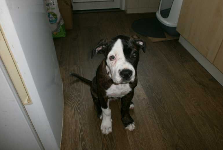 cane corso pup