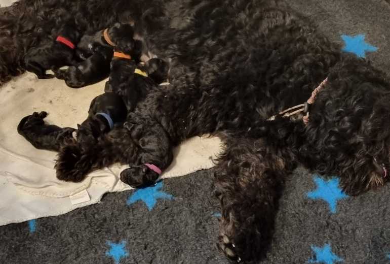 Te koop Bouvierpups, Bouvier des Flandres