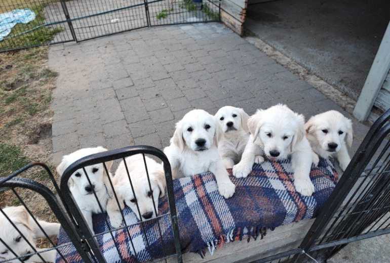 Super Mooie Golden Retriever Pups.