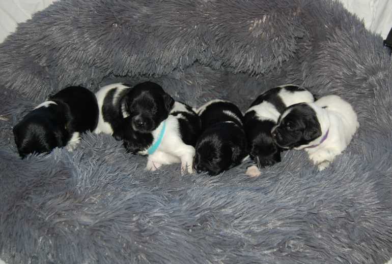 Friese stabij pups