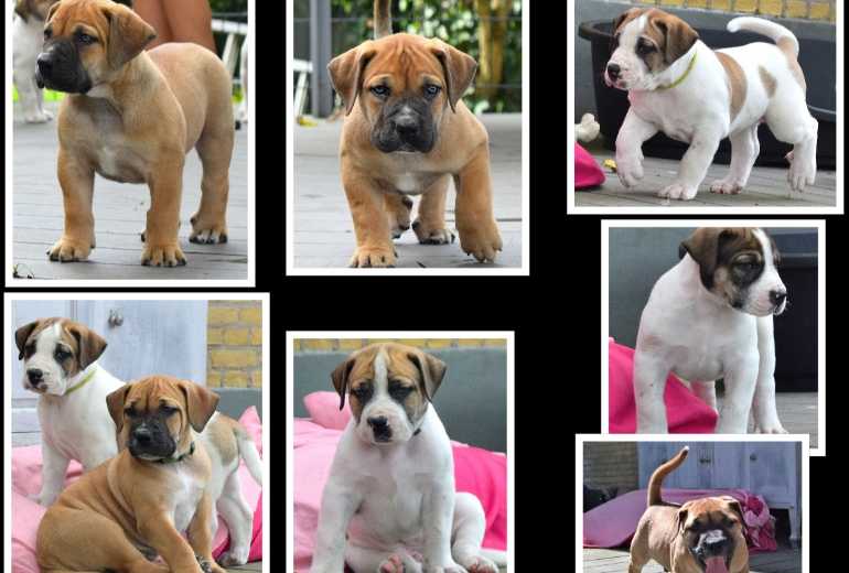 Te koop prachtige boerboelpups met stamboom, Boerboel