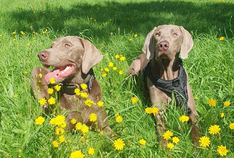 Te koop Weimaraner x weimador pups verwacht 21 november, Weimaraner