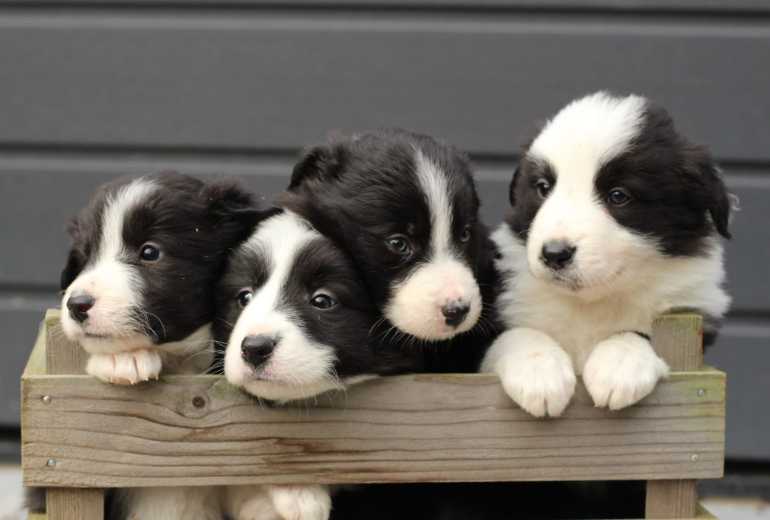 Prachtige Border Collie pups