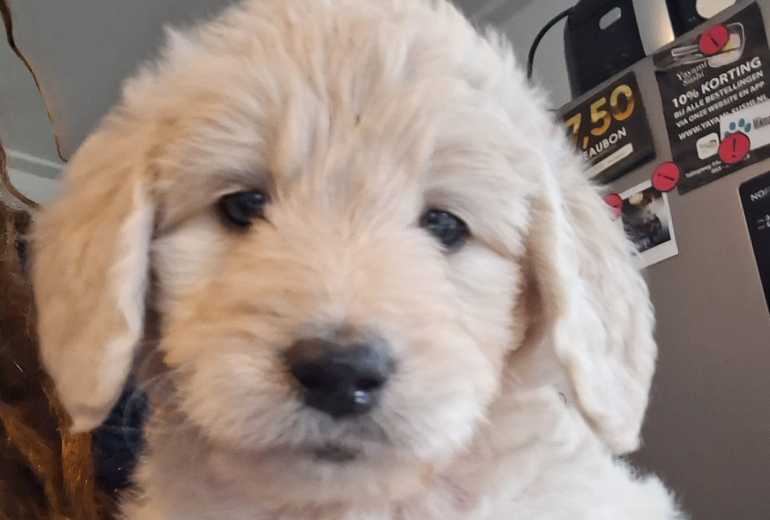 Goldendoodle pups