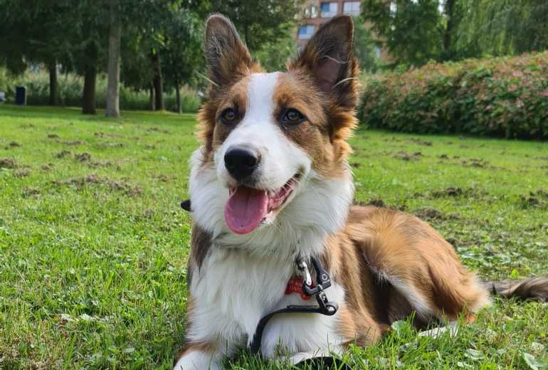 Te koop Border Collie pups: sable en wit, bruin wit, driekleur en zw, Border Collie