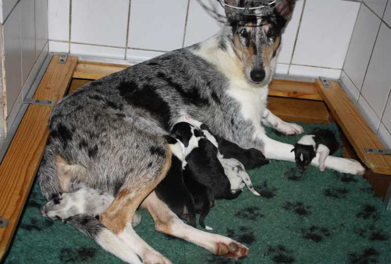Te koop Te koopSchotse Korthaar collie pups met stamboom FCI, Schotse Herdershond