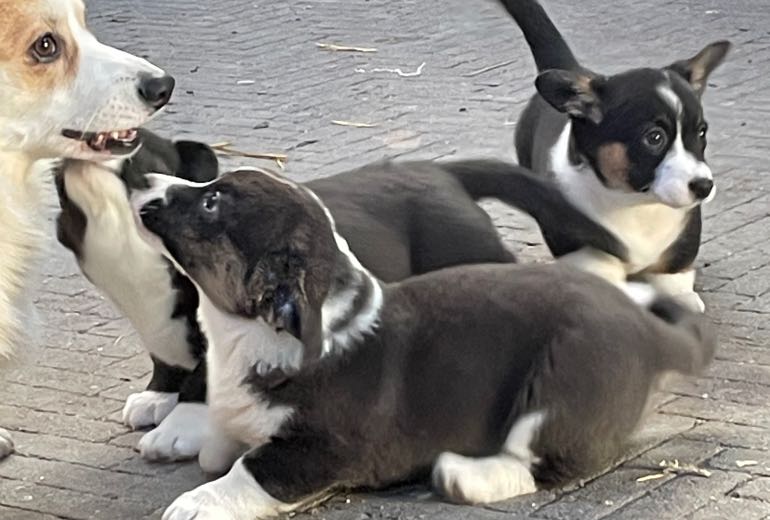 Super mooie en sociale Welsh Corgi Cardigan pups