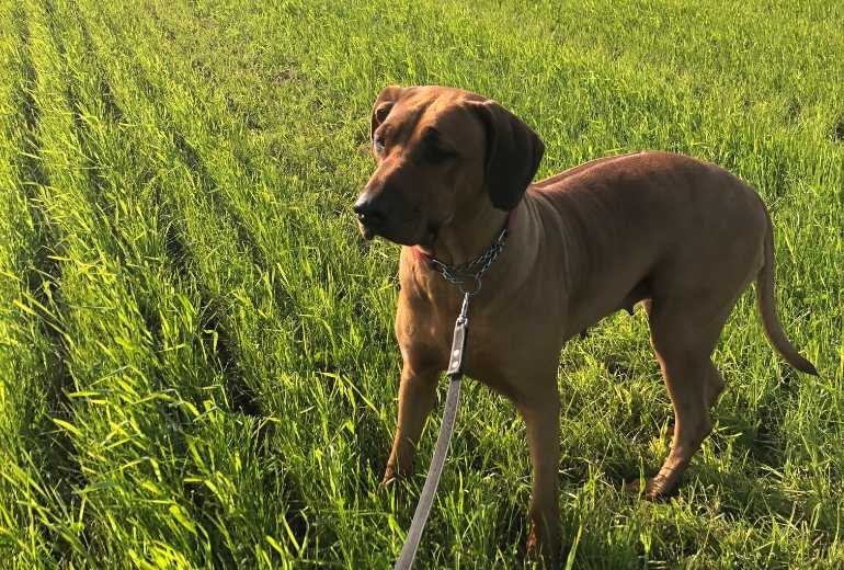 Te koop Nest aankondiging, Rhodesian Ridgeback