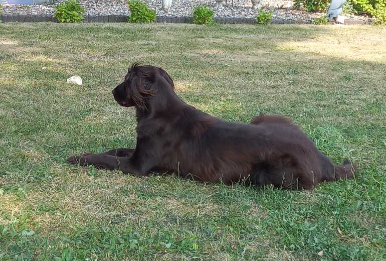 Flatcoated retriever pups