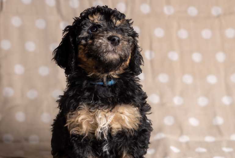 Te koop Driekleurig australian doodle teefje, Labradoodle