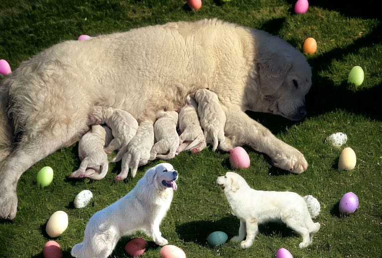 Tatra pups /Poolse Berghond