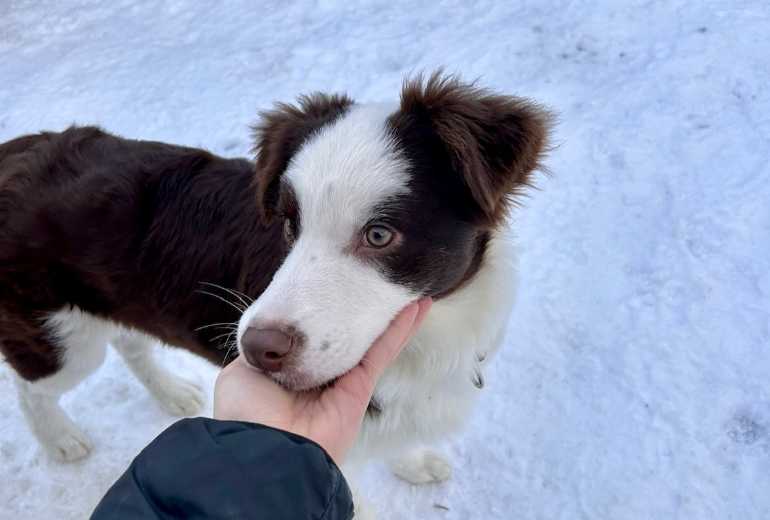 Te koop Brownie, Bearded Collie