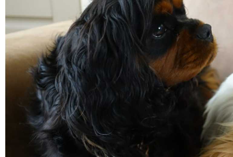 Verwacht pups