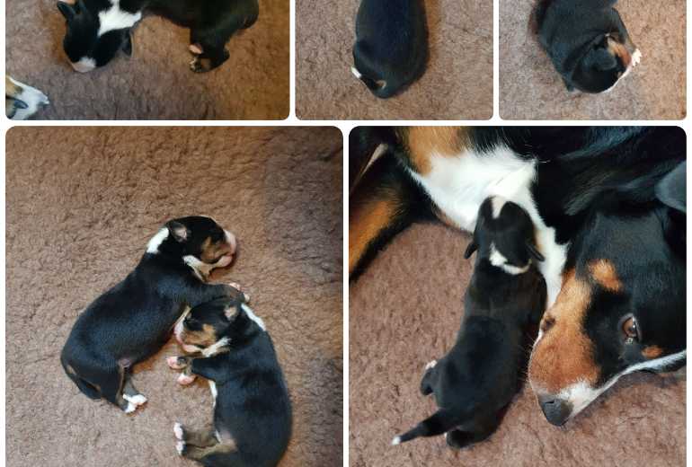 Te koop Appenzeller Sennenhond pups, Appenzeller Sennenhond 