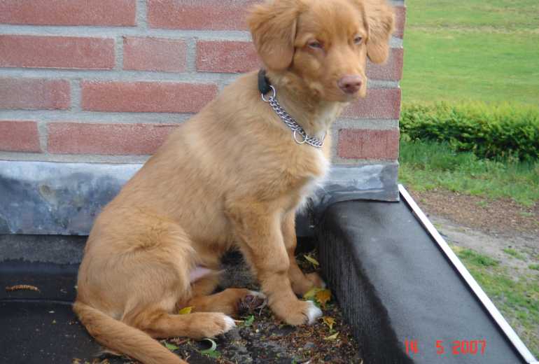 Te koop Gezocht "her te plaatsen Toller", Nova Scotia Duck Tolling Retriever (Toller)