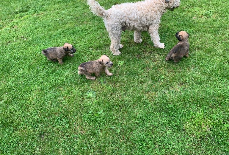 Te koop Irish softcoated wheaten terriër pups te koop