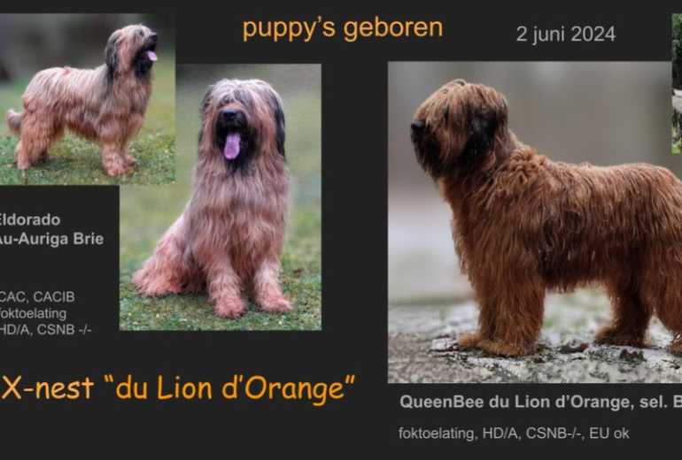 11 Briardpuppies du Lion d'Orange