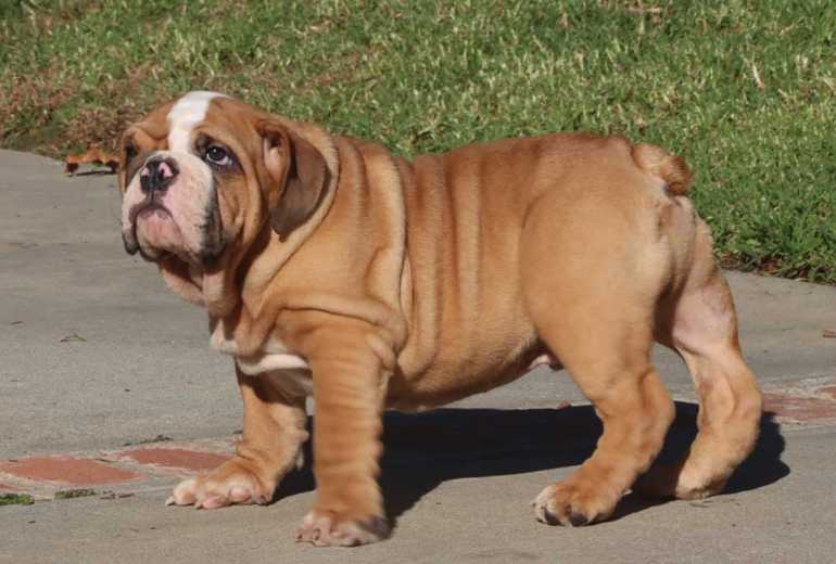 Prachtig Engelse Bulldog Pups 12 weken .