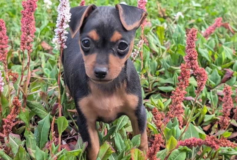 Praagse Rattler pup