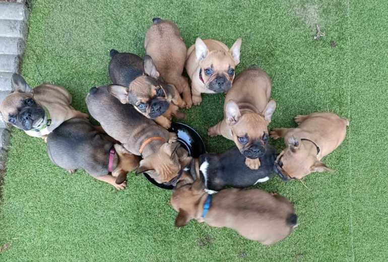 Franse buldog - pups