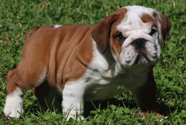 Engelse bulldog pups beschikbaar geboren in Nederland.