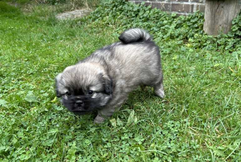 Tibetaanse Spaniel stamboom reu pup