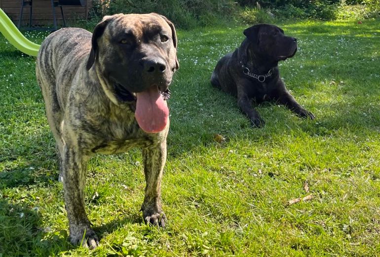 Presa canario pups verwacht