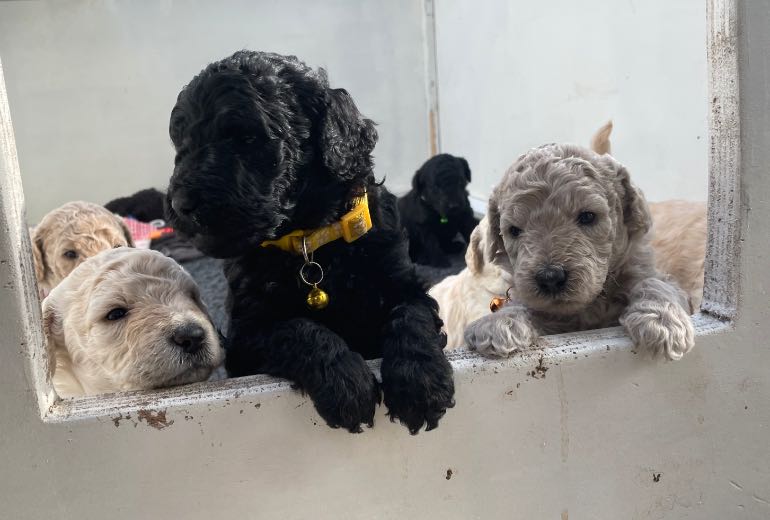 Prachtige medium labradoodle F5 pups