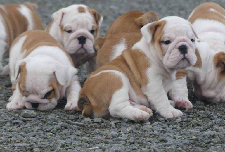 Prachtige Engelse bulldog pups beschikbaar.