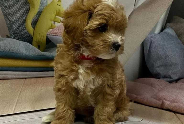 Wunderschöne Maltipoo-Welpen