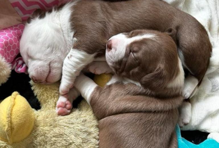 Puppy teefje Amerikaanse Stafford / border collie