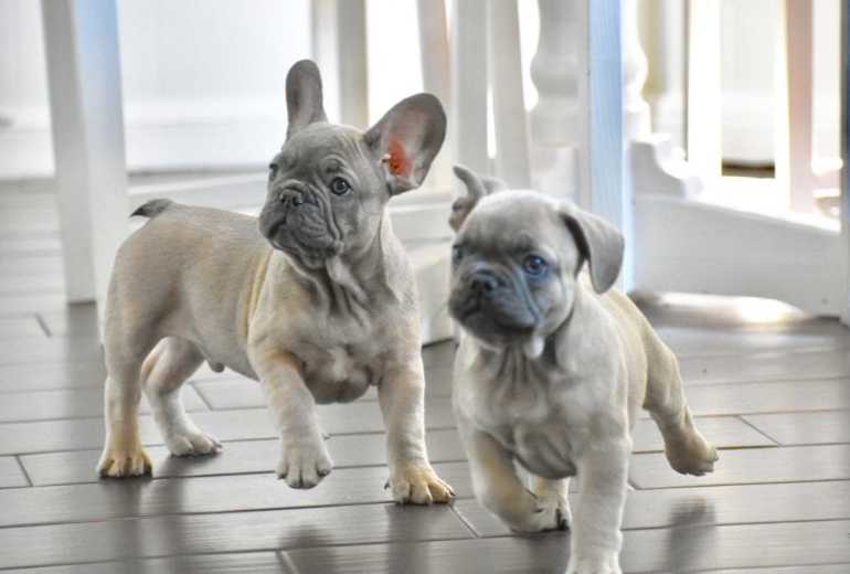 indrukwekkende franse bulldog pups voor herplaatsing.