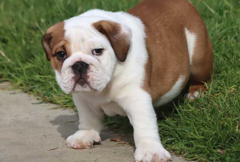 Mooie Engelse Bulldog pups.