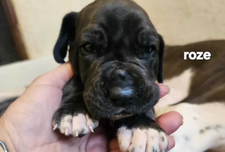 Duitse dog pups
