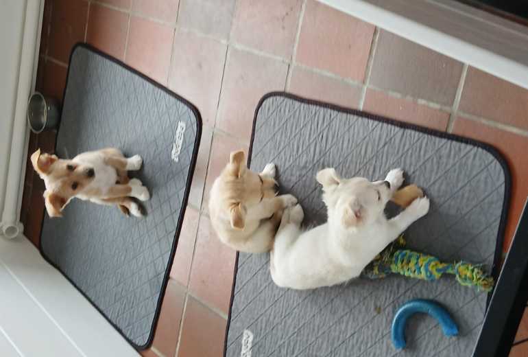 chihuahua pups