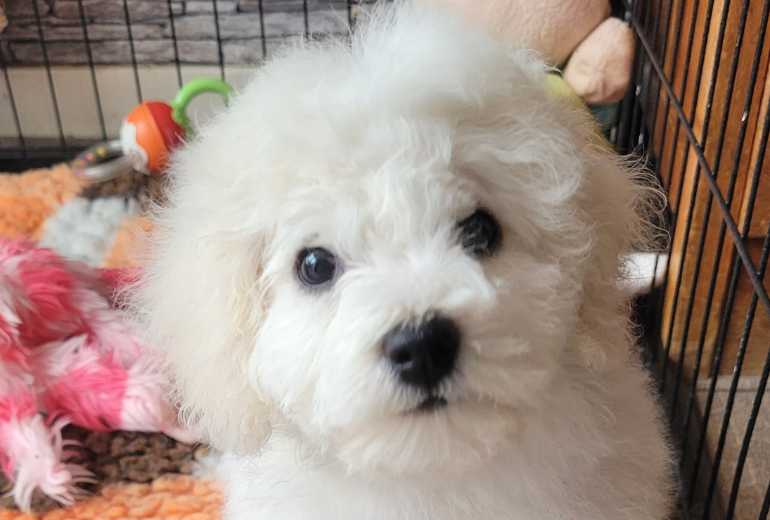 Bichon Frisé puppies