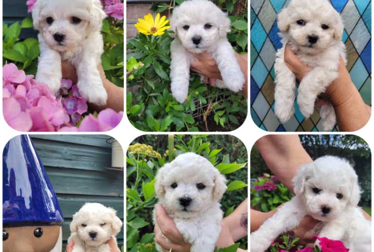 Bichon Frisé puppies