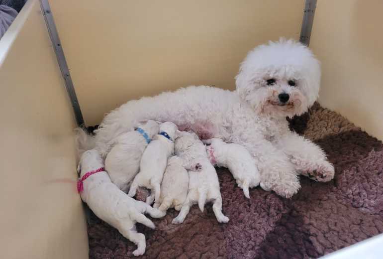 Bichon Frisé puppies